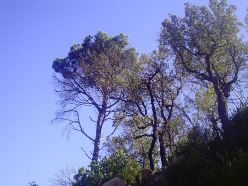 Gal 2009 Giverola272